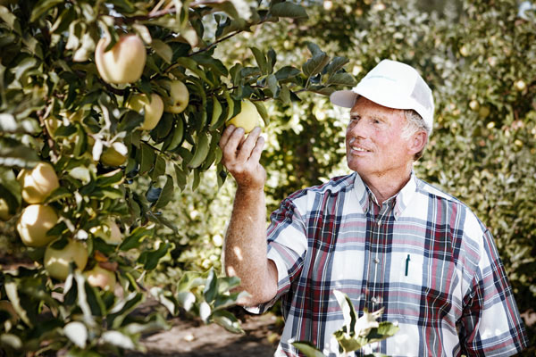 Jim Bardenhagen picking apples in his orchard on the Leelanau Peninsula.