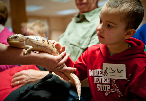 Carter Hansom, 3, pets a Blue Tongued Skink at Knee High Naturalists. 